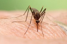 برنامه‌ریزی برای مقابله با تب دنگی در مهران