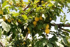 آغاز برداشت آلو قندی از باغات ملکشاهی