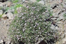 ازبوئه گران‌بهاترین گیاه در دامن طبیعت ایلام