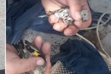 متخلفین صید غیرمجاز پرندگان در بدره دستگیر شدند