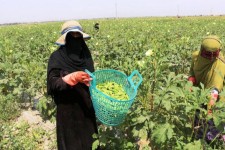 پیش‌بینی برداشت ۱۲۰ تن بامیه در شهرستان بدره