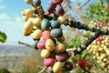 بهره‌برداران از آسیب‌زدن به درختان وَنَوشک خودداری کنند