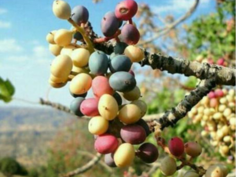 بهره‌برداران از آسیب‌زدن به درختان وَنَوشک خودداری کنند