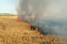ضرورت برخورد با متخلفان آتش سوزی مزارع