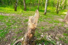 روند تخریب جنگل‌های ایلام نگران کننده است