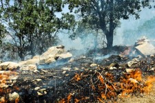 وقوع ۱۰۰ مورد آتش‌سوزی در جنگل‌های ایلام