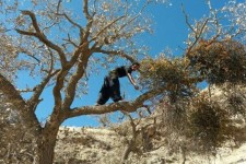 روایتی از تخریب جنگل‌ها در ایلام