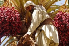 سالانه ۵۰۰ تن خرما در مهران برداشت می‌شود