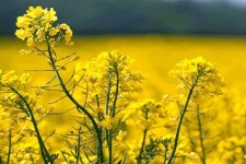 پیش‌بینی برداشت ۲ هزار تن کلزا در هلیلان