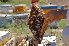آغاز طرح سرشماری زنبورستان‌ها در چرداول