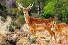 ۵۲ گونه حیات‌وحش در ایلام رهاسازی شد