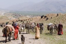  تدابیر کوچ پاییزه عشایر ایلام فراهم شد