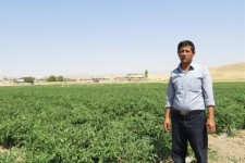 نقش کشاورزی در توسعه پایدار ایلام