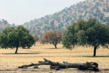 تشکیل ۳۱ پرونده قضایی در دره‌شهر