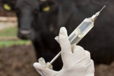 انجام ۸ میلیون نوبت مایه‌کوبی احشام در ایلام