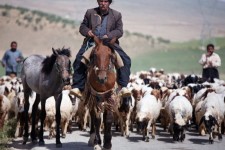 ساماندهی دامداران در مراتع ایلام