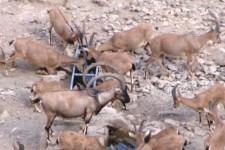 ۸۰ مورد آبرسانی به آبشخورهای حیات‌وحش ایلام