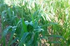 مزارع کشاورزی در ایلام دچار یخ‌زدگی شد