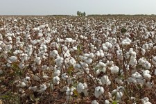 کاشت تحقیقاتی ۱۲ گونه پنبه در ایلام