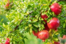 برداشت ۲ هزار و ۶۰۰ تن انار در سیروان