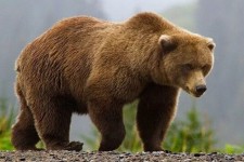 مصدوم شدن یک نفر در اثر حمله خرس