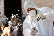 آغاز واکسیناسیون دام‌های سنگین در دهلران