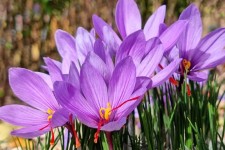 چگونه در باغچه خانه زعفران بکارید
