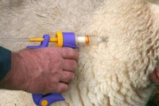 انجام واکسیناسیون یک میلیون ۴۵۰ هزار دام در ایلام