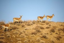 سرشماری پستانداران حفاظت شده کولگ مهران