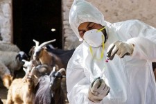 واکسیناسیون دام علیه بیماری‌ها در ایلام