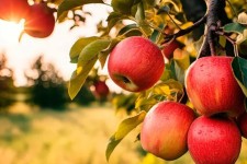 لزوم جایگزینی درختان مثمر اقتصادی در ایلام