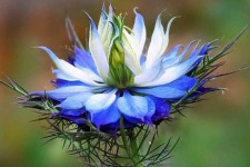 سیاه‌دانه گیاهی با ارزش اقتصادی و درمانی
