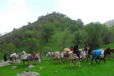 جای خالی تولیدات عشایر در بازار ایلام