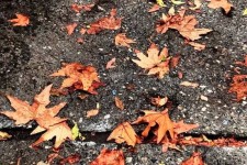 زیبایی‌های پاییز در دانشگاه ایلام