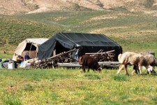 استقرار ۹۰ درصد عشایر در مناطق گرمسیری ایلام