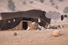 ۹۰ درصد عشایر در ایلام مستقر شده‌اند