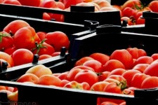 صادرات ۲۳۲ هزار تن صیفی‌جات از مرز مهران