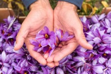 چرداول می‌تواند قطب کشت زعفران شود