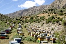 یک هزار و ۹۰۰ زنبورستان در ایلام وجود دارد