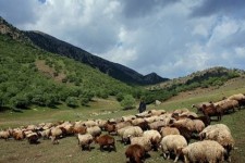 ۱۲ هزار کارت چرا برای دامداران صادر شد