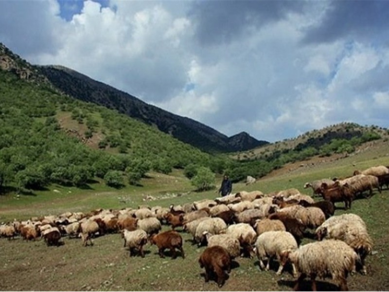 ۱۲ هزار کارت چرا برای دامداران صادر شد