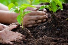 اجرای پویس نهال‌کاری دانش‌آموزان در دهلران