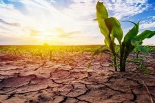 روایتی از خسارت عدم کشت به موقع در ایوان