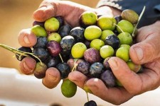 برداشت ۱۶۴ تن زیتون در شهرستان چوار