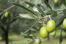 زیتون محصولی برای توسعه کشاورزی چرداول