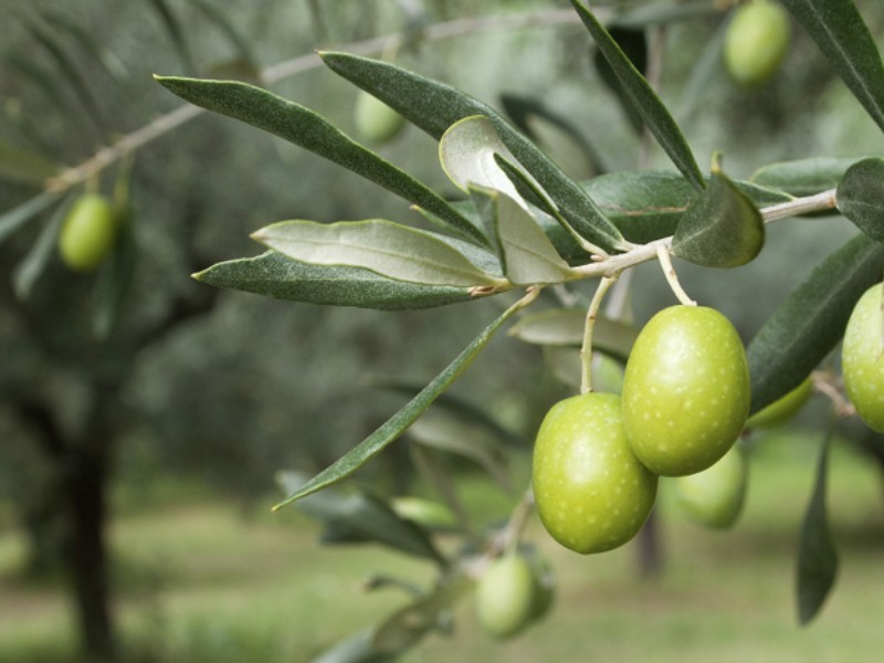 زیتون محصولی برای توسعه کشاورزی چرداول