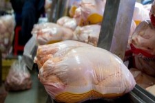 تنظیم بازار مرغ در ایلام