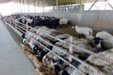 جایگاه ایلام در صنعت پرورش دام