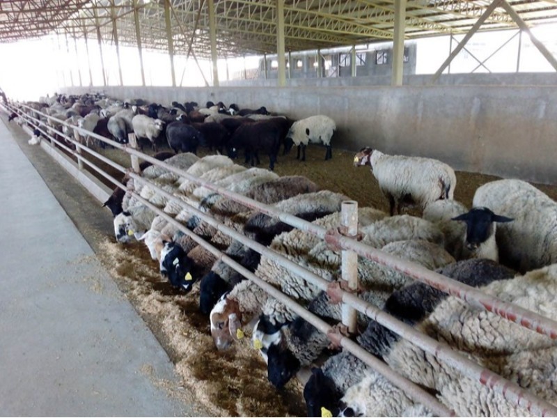 جایگاه ایلام در صنعت پرورش دام