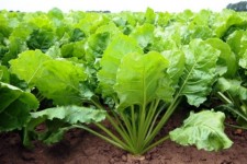 چالش‌های کشت چغندر در ایلام